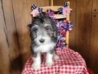 Mini Gene, a male Miniature Bernedoodle for sale in Colorado Springs, CO – 5 of 10