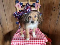Mini Julia, a female Miniature Bernedoodle for sale in Colorado Springs, CO – 7 of 10