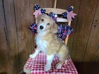 Mini Linda, a female Miniature Bernedoodle for sale in Colorado Springs, CO – 7 of 10