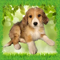 Mini Linda, a female Miniature Bernedoodle for sale in Colorado Springs, CO – 9 of 10