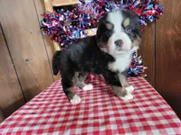 Helen, a female Bernese Mountain Dog for sale in Colorado Springs, CO – 7 of 10