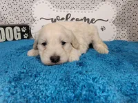 Batman, a male Poodle - Toy  and Miniature Goldendoodle for sale in Colorado Springs, CO – 1 of 10