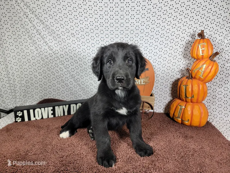 Hamm – Golden Mountain Dog puppy for sale in Colorado Springs, CO