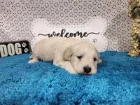 Batman, a male Poodle - Toy  and Miniature Goldendoodle for sale in Colorado Springs, CO – 6 of 10