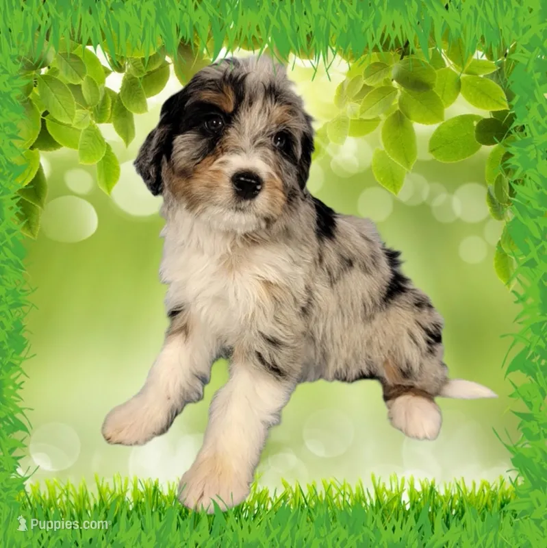 Mini Louise – Miniature Bernedoodle puppy for sale in Colorado Springs, CO