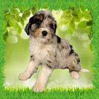 Mini Louise, a female Miniature Bernedoodle for sale in Colorado Springs, CO – 1 of 10
