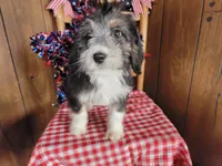 Mini Gene, a male Miniature Bernedoodle for sale in Colorado Springs, CO – 6 of 10