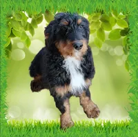 Voodoo, a male Bernedoodle for sale in Colorado Springs, CO – Photo 9 of 9