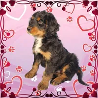 Voodoo, a male Bernedoodle for sale in Colorado Springs, CO – Photo 5 of 6