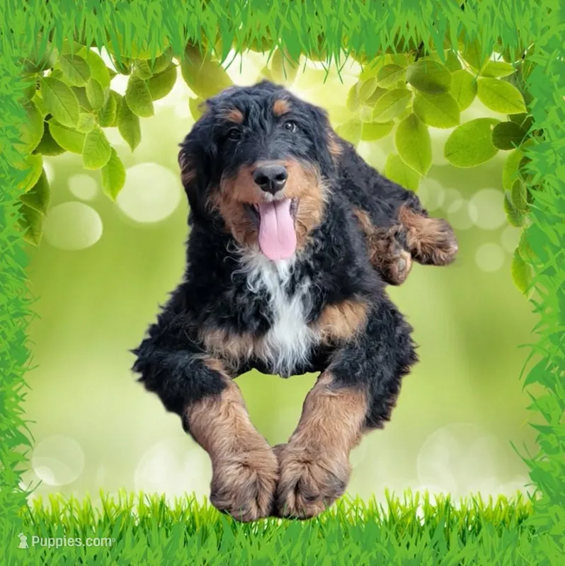 Voodoo – Bernedoodle puppy for sale in Colorado Springs, CO