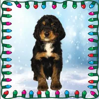 Voodoo, a male Bernedoodle for sale in Colorado Springs, CO – Photo 3 of 9