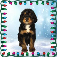 Voodoo, a male Bernedoodle for sale in Colorado Springs, CO – Photo 2 of 6