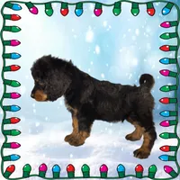 Voodoo, a male Bernedoodle for sale in Colorado Springs, CO – Photo 4 of 9