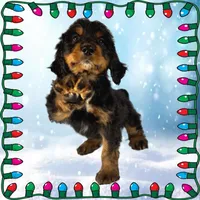 Voodoo, a male Bernedoodle for sale in Colorado Springs, CO – Photo 4 of 6