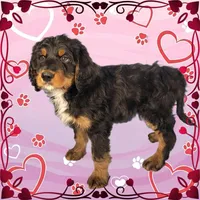 Voodoo, a male Bernedoodle for sale in Colorado Springs, CO – Photo 2 of 9