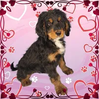 Voodoo, a male Bernedoodle for sale in Colorado Springs, CO – Photo 7 of 9