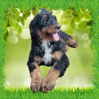 Voodoo, a male Bernedoodle for sale in Colorado Springs, CO – Photo 8 of 9