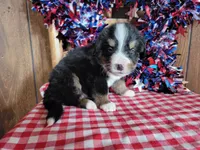 Hector, a male Bernese Mountain Dog for sale in Colorado Springs, CO – 6 of 10