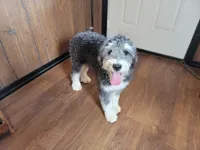 Mini Gene, a male Miniature Bernedoodle for sale in Colorado Springs, CO – 2 of 10