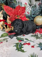 Marley , a male Poodle - Toy  for sale in Colorado Springs, CO – 1 of 10