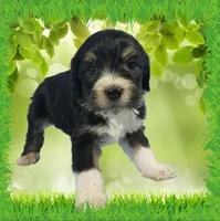 Mini Gene, a male Miniature Bernedoodle for sale in Colorado Springs, CO – 8 of 10