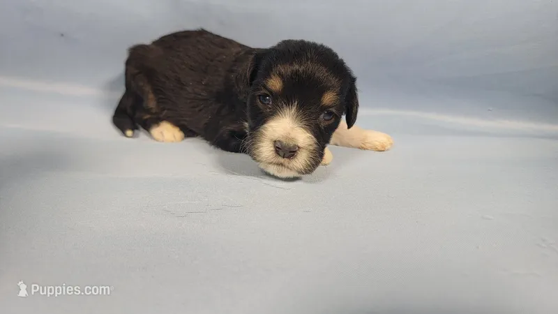 Mini Gene – Miniature Bernedoodle puppy for sale in Colorado Springs, CO