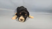 Mini Gene, a male Miniature Bernedoodle for sale in Colorado Springs, CO – Photo 7 of 9