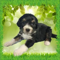 Mini Gene, a male Miniature Bernedoodle for sale in Colorado Springs, CO – 2 of 10