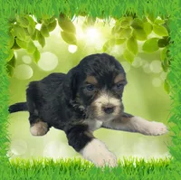 Mini Gene, a male Miniature Bernedoodle for sale in Colorado Springs, CO – 4 of 10
