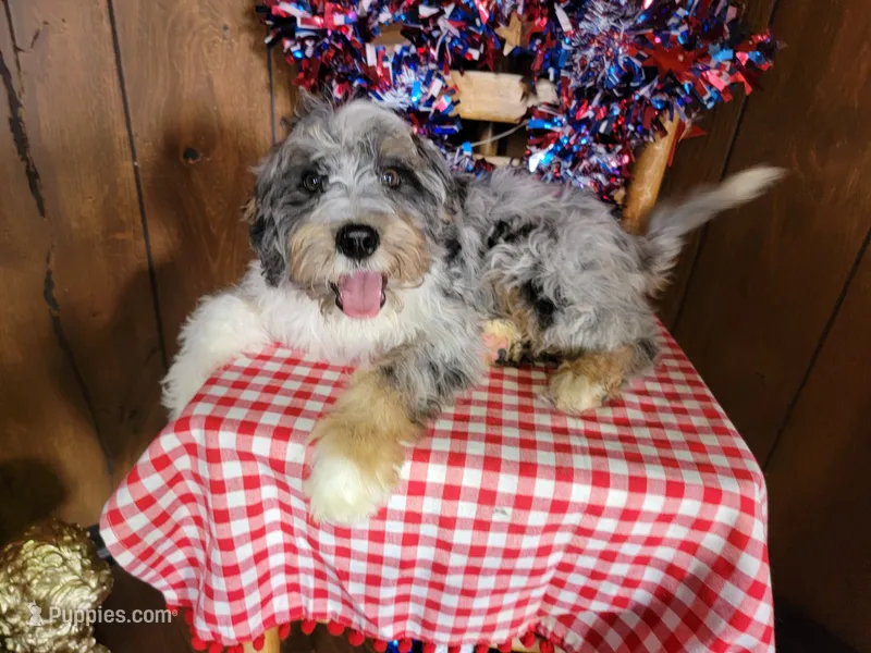 Mini Teddy – Miniature Bernedoodle puppy for sale in Colorado Springs, CO