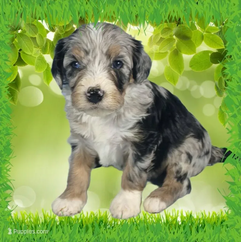 Mini Tina – Miniature Bernedoodle puppy for sale in Colorado Springs, CO