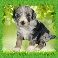 Mini Tina, a female Miniature Bernedoodle for sale in Colorado Springs, CO – 2 of 10