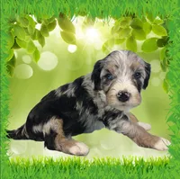 Mini Tina, a female Miniature Bernedoodle for sale in Colorado Springs, CO – 7 of 10