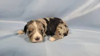 Mini Tina, a female Miniature Bernedoodle for sale in Colorado Springs, CO – Photo 8 of 9