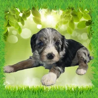 Mini Tina, a female Miniature Bernedoodle for sale in Colorado Springs, CO – 8 of 10