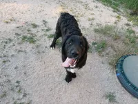 Shrek, a male Golden Mountain Dog for sale in Colorado Springs, CO – 1 of 3