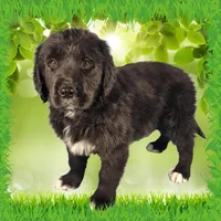 Donkey, a male Golden Mountain Dog for sale in Colorado Springs, CO – Photo 1 of 10