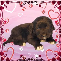 Donkey, a male Golden Mountain Dog for sale in Colorado Springs, CO – Photo 2 of 10