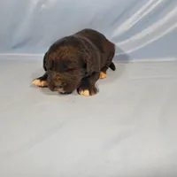 Donkey, a male Golden Mountain Dog for sale in Colorado Springs, CO – Photo 3 of 10