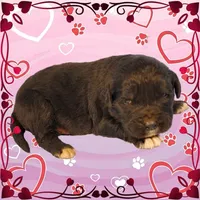 Donkey, a male Golden Mountain Dog for sale in Colorado Springs, CO – Photo 4 of 10