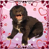 Donkey, a male Golden Mountain Dog for sale in Colorado Springs, CO – Photo 7 of 10