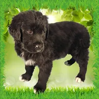 Donkey, a male Golden Mountain Dog for sale in Colorado Springs, CO – Photo 9 of 10