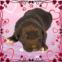 Donkey, a male Golden Mountain Dog for sale in Colorado Springs, CO – Photo 5 of 10