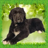 Donkey, a male Golden Mountain Dog for sale in Colorado Springs, CO – Photo 10 of 10