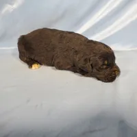 processed/f274308e-dd26-4cc5-b154-9ca6d72c2aff/listing/aab727b8-02e1-45d9-b9ba-f1ba75e91dfb/f9513d55-772c-4d4f-8acd-af58e732bf7f