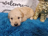 Robin, a male Poodle - Toy  and Miniature Goldendoodle for sale in Colorado Springs, CO – 8 of 10