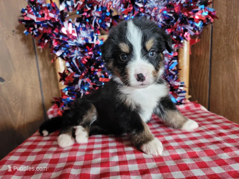 Hector – Bernese Mountain Dog puppy for sale in Colorado Springs, CO