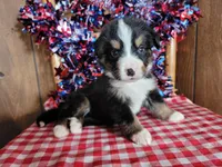 Hector, a male Bernese Mountain Dog for sale in Colorado Springs, CO – 1 of 10