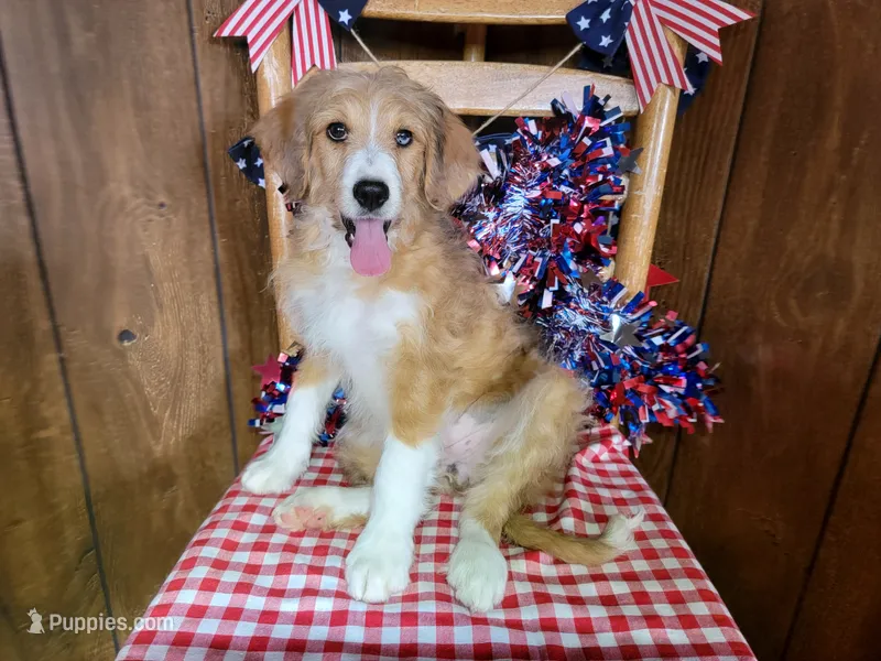 Mini Linda – Miniature Bernedoodle puppy for sale in Colorado Springs, CO
