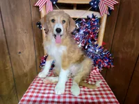 Mini Linda, a female Miniature Bernedoodle for sale in Colorado Springs, CO – 1 of 10